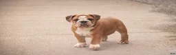 Mixed Breed dogs for sale: Dream Victorian Bulldog - Ad 4