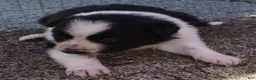 Border Collie dogs for sale: RORY - Ad 2