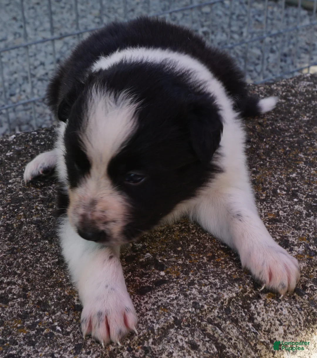 Border Collie dogs for sale: RORY - Ad 2