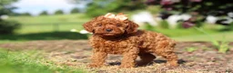 Cavapoo dogs for sale: Callie - Ad 5