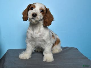 Cockapoo dogs Masy - Ad 11