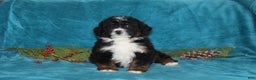Mini Bernedoodle dogs for sale: Buster - Ad 3
