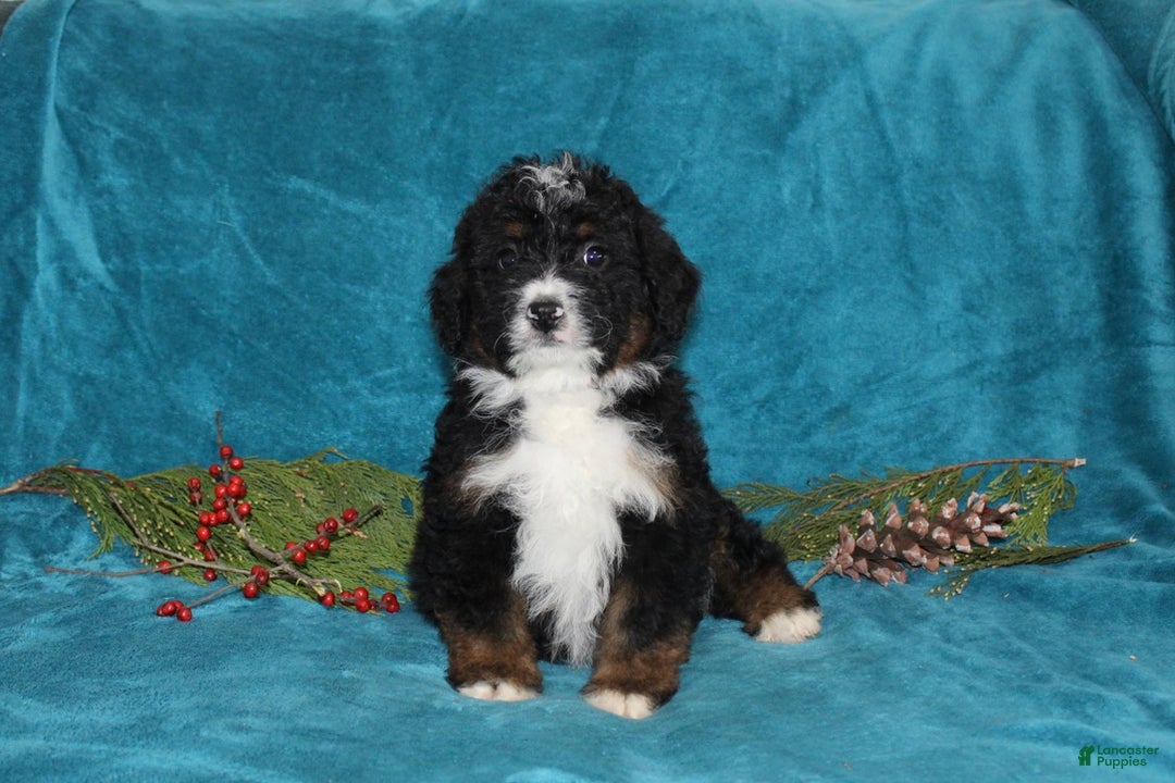 Mini Bernedoodle dogs for sale: Buster - Ad 3