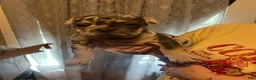 French Bulldog dogs for sale: El Capone - Ad 6