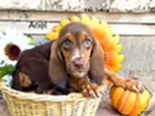 Bloodhound dogs Ariel - Ad 3