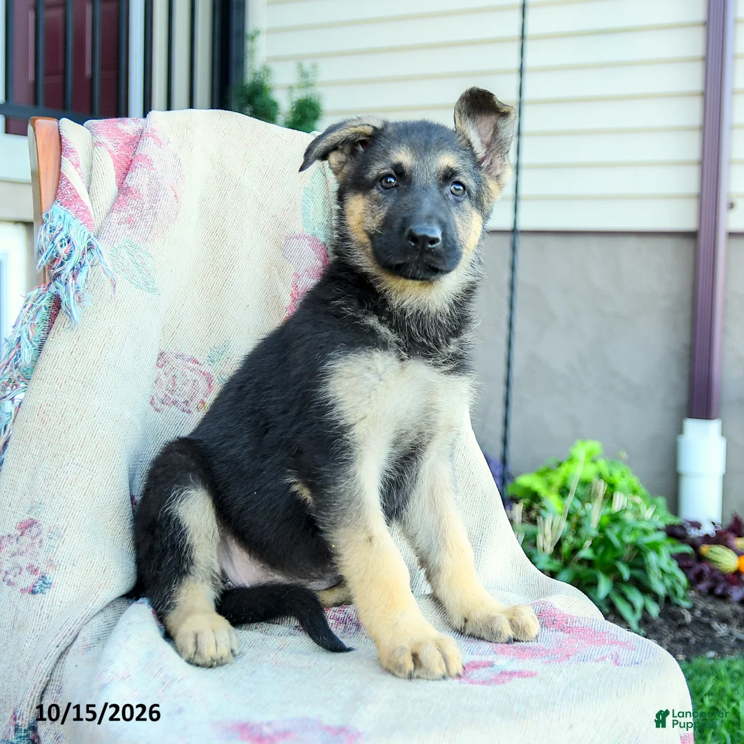 German Shepherd dogs for sale: Athena - Ad 1