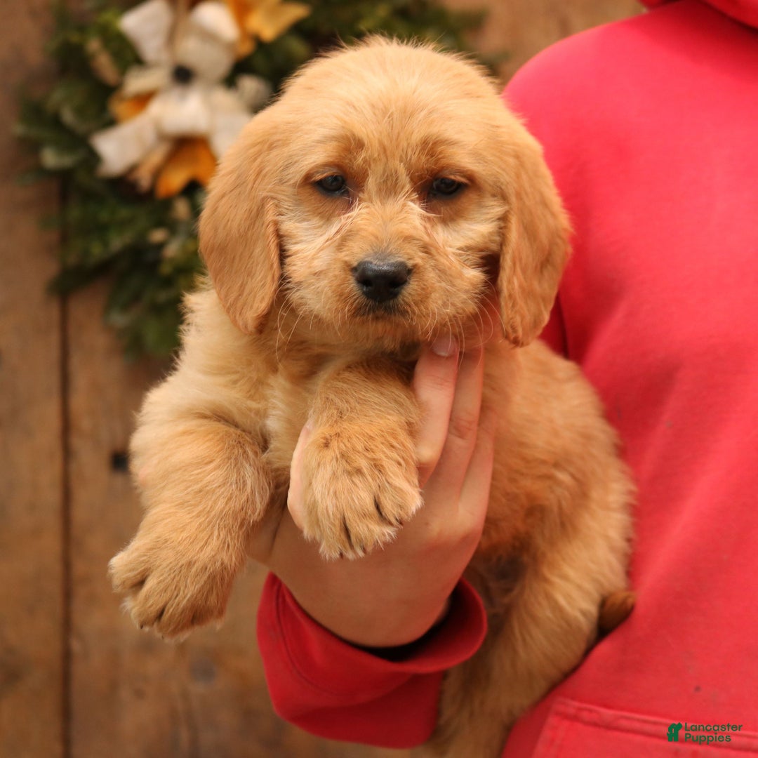 Mixed Breed dogs for sale: Amber - Ad 4