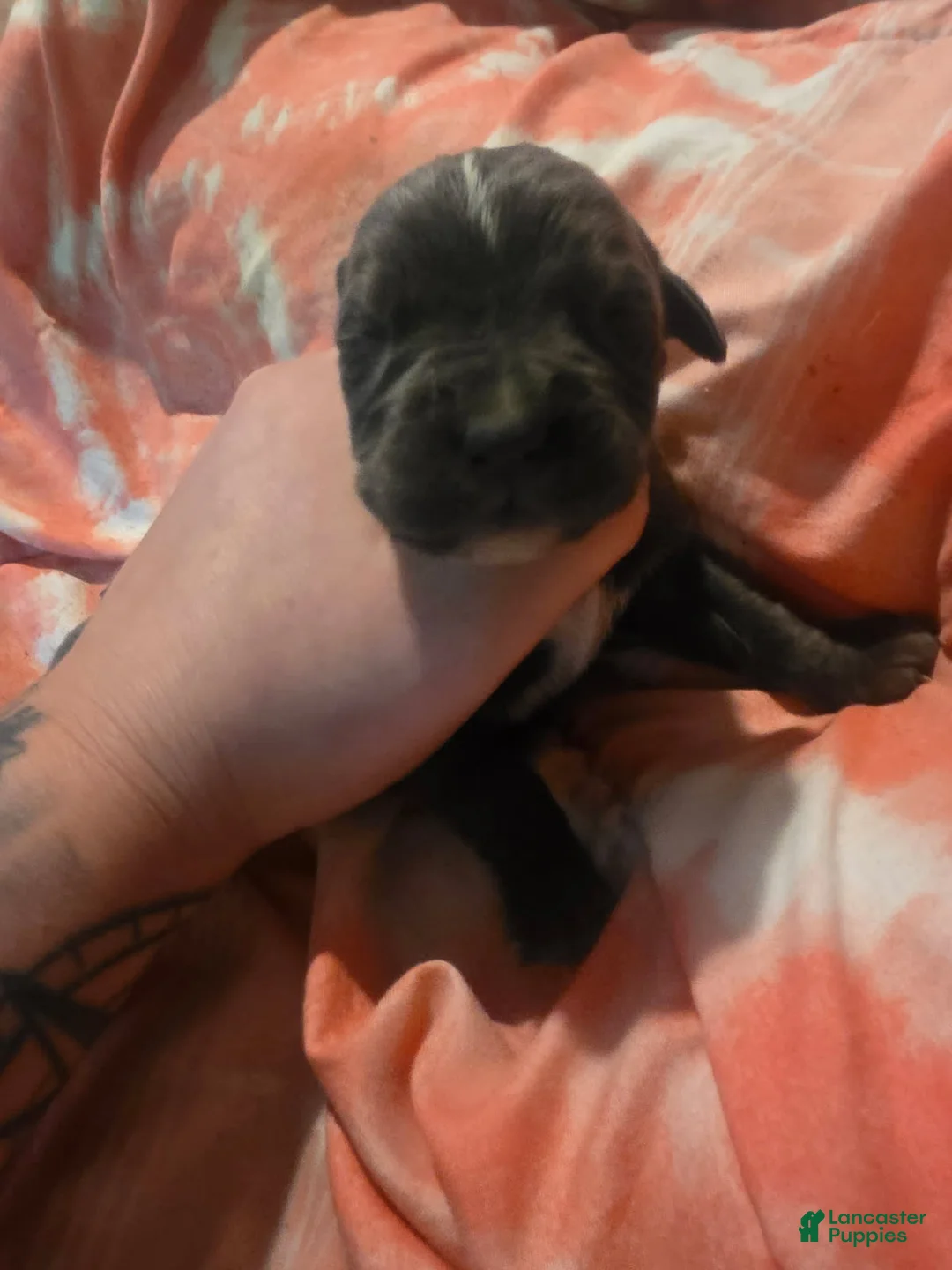 Cane Corso dogs for sale: Gray Brindle Female 4 - Ad 2
