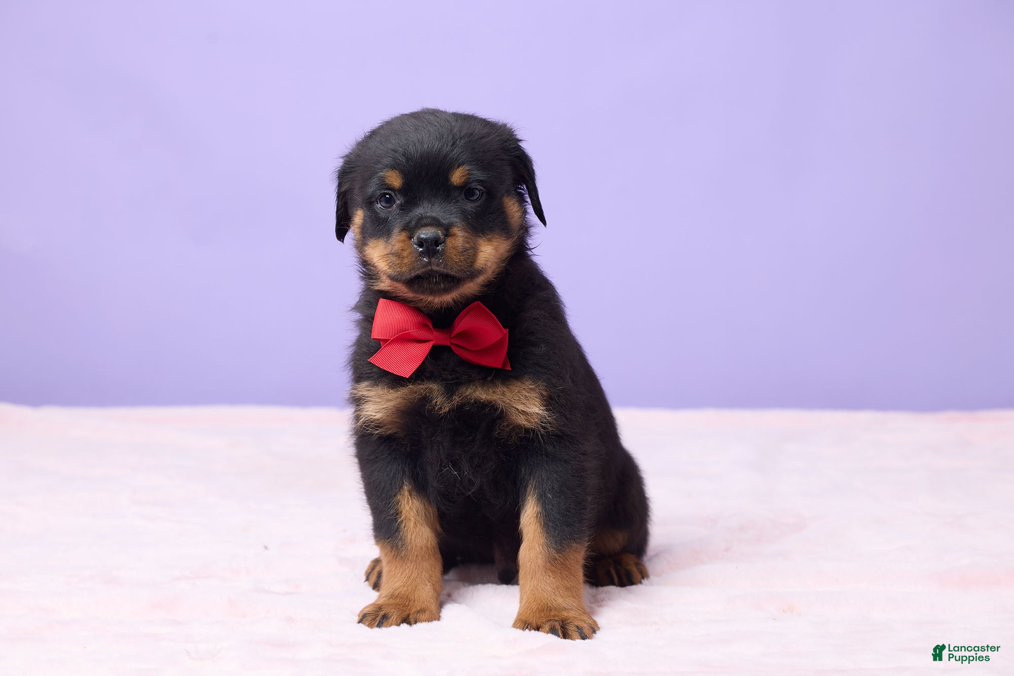 Rottweiler dogs Iggy - Ad 11