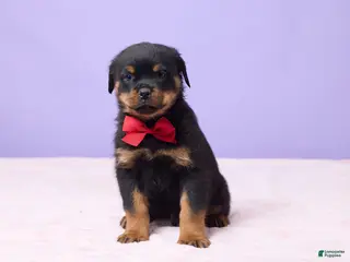 Rottweiler dogs Iggy - Ad 11