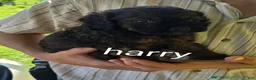 Cockapoo dogs for sale: Harry - Ad 1