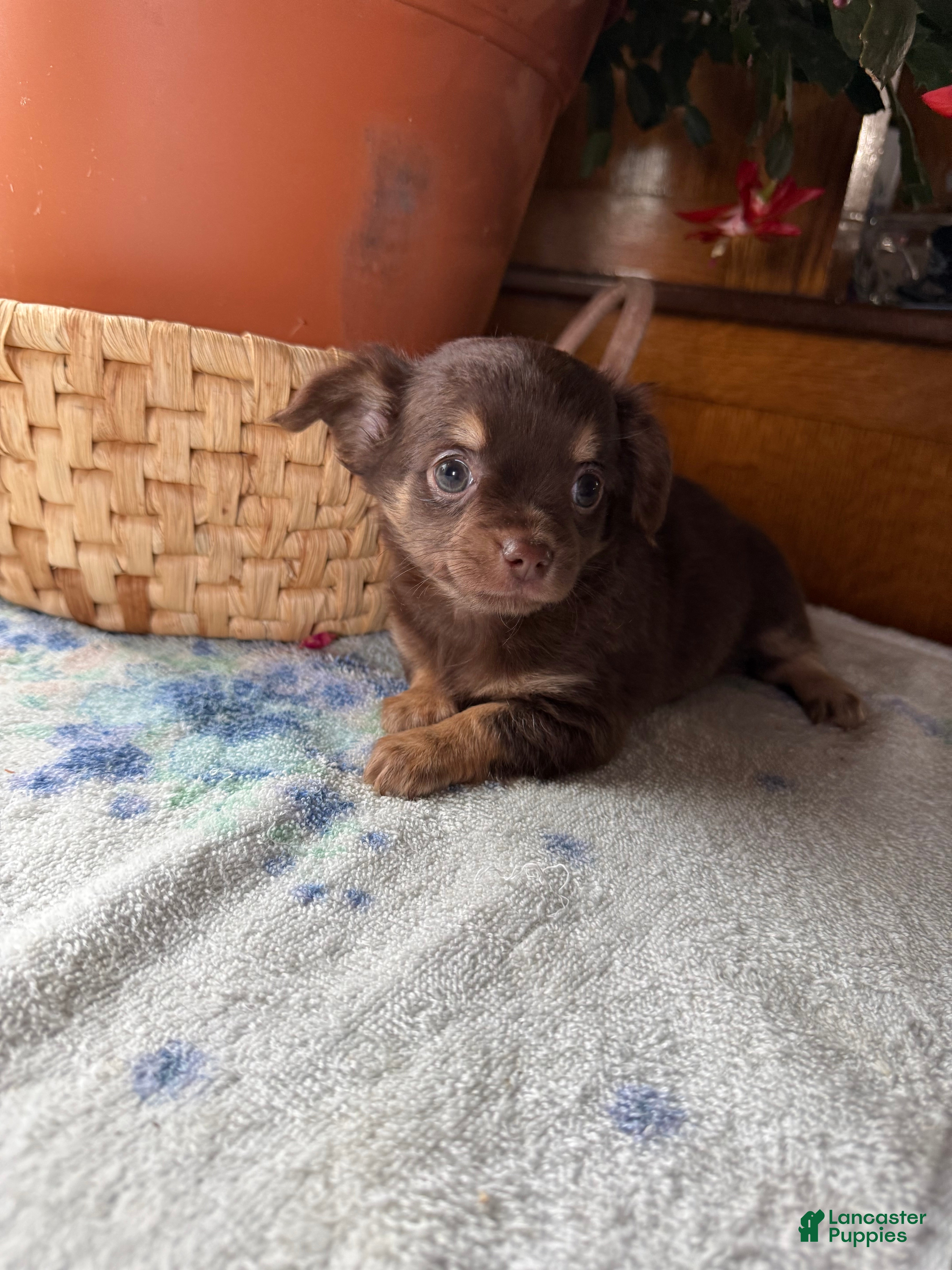 Chihuahua dogs Willie - Ad 38