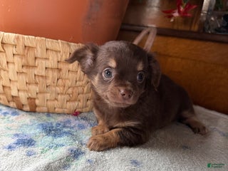 Chihuahua dogs Willie - Ad 38