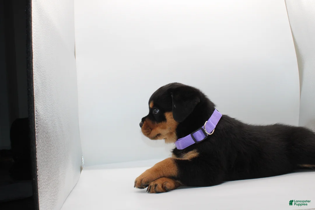 Rottweiler dogs for sale:  Puppy 1 - Ad 1
