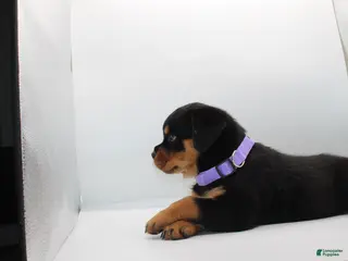 Rottweiler dogs Puppy 1 - Ad 1