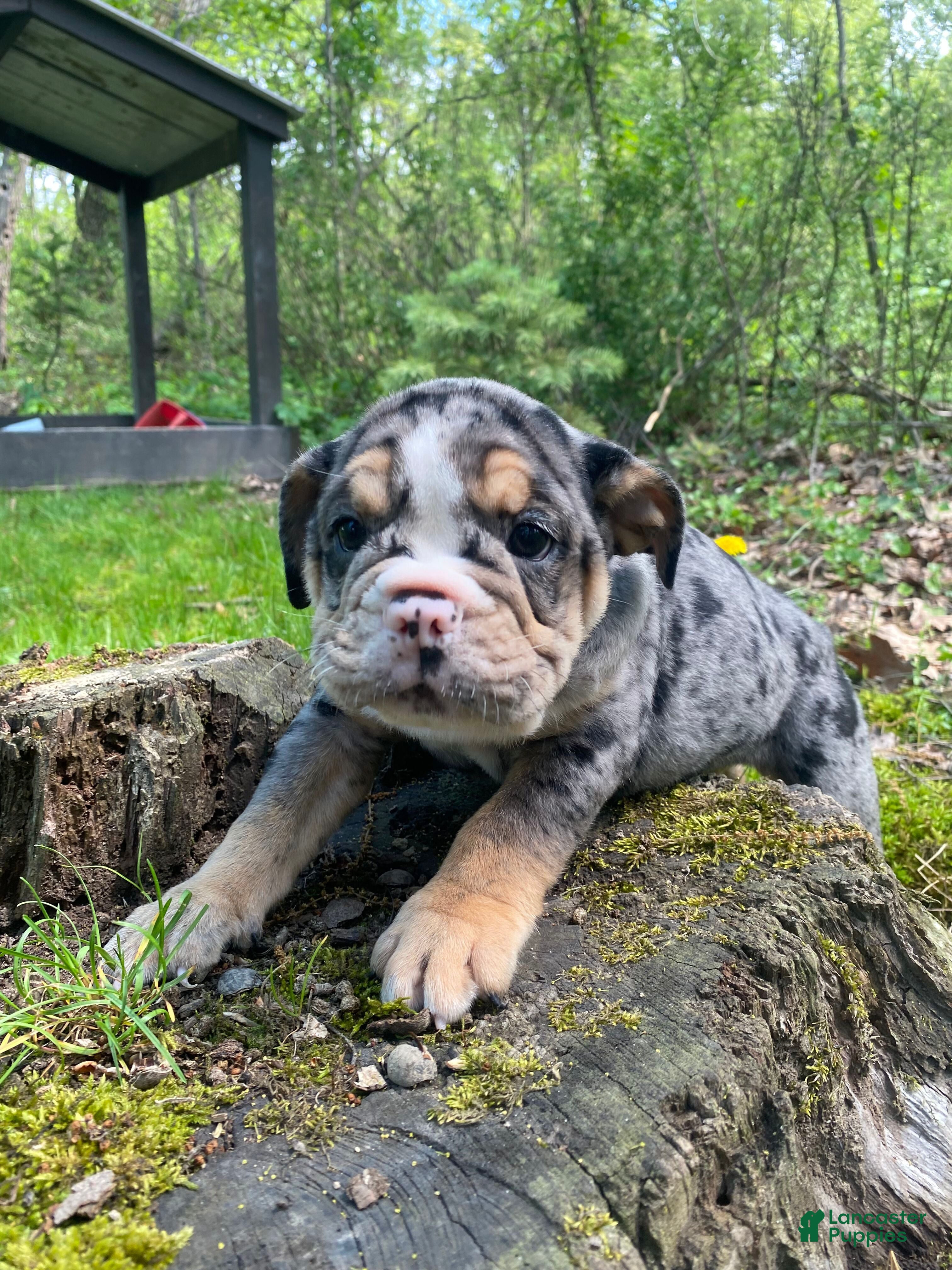 Mixed Breed dogs Queen - Ad 2