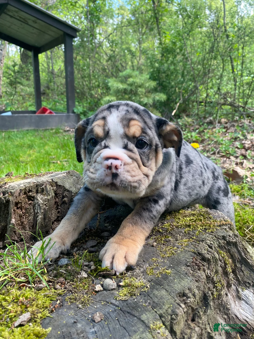 Mixed Breed dogs for sale: Queen - Ad 1