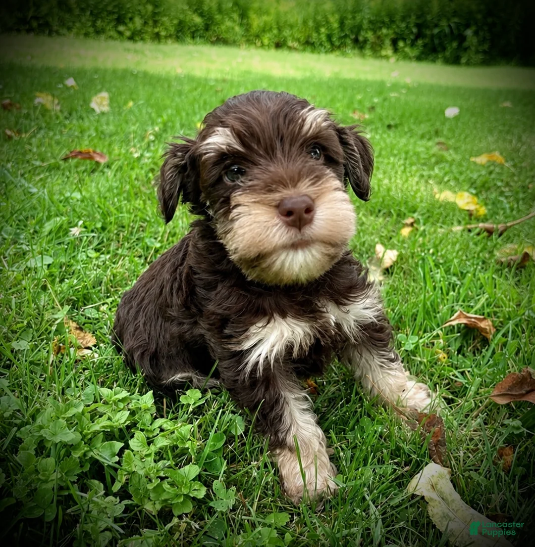 Schnauzer dogs for sale: Sunny - Ad 1