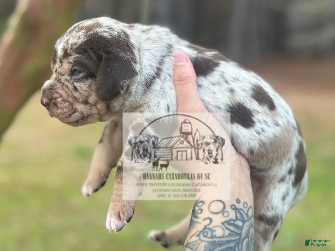 Catahoula Leopard Dog dogs for sale: Boy 1 - Ad 11