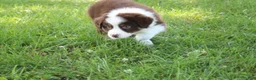 Australian Shepherd dogs for sale: Serena - Ad 3