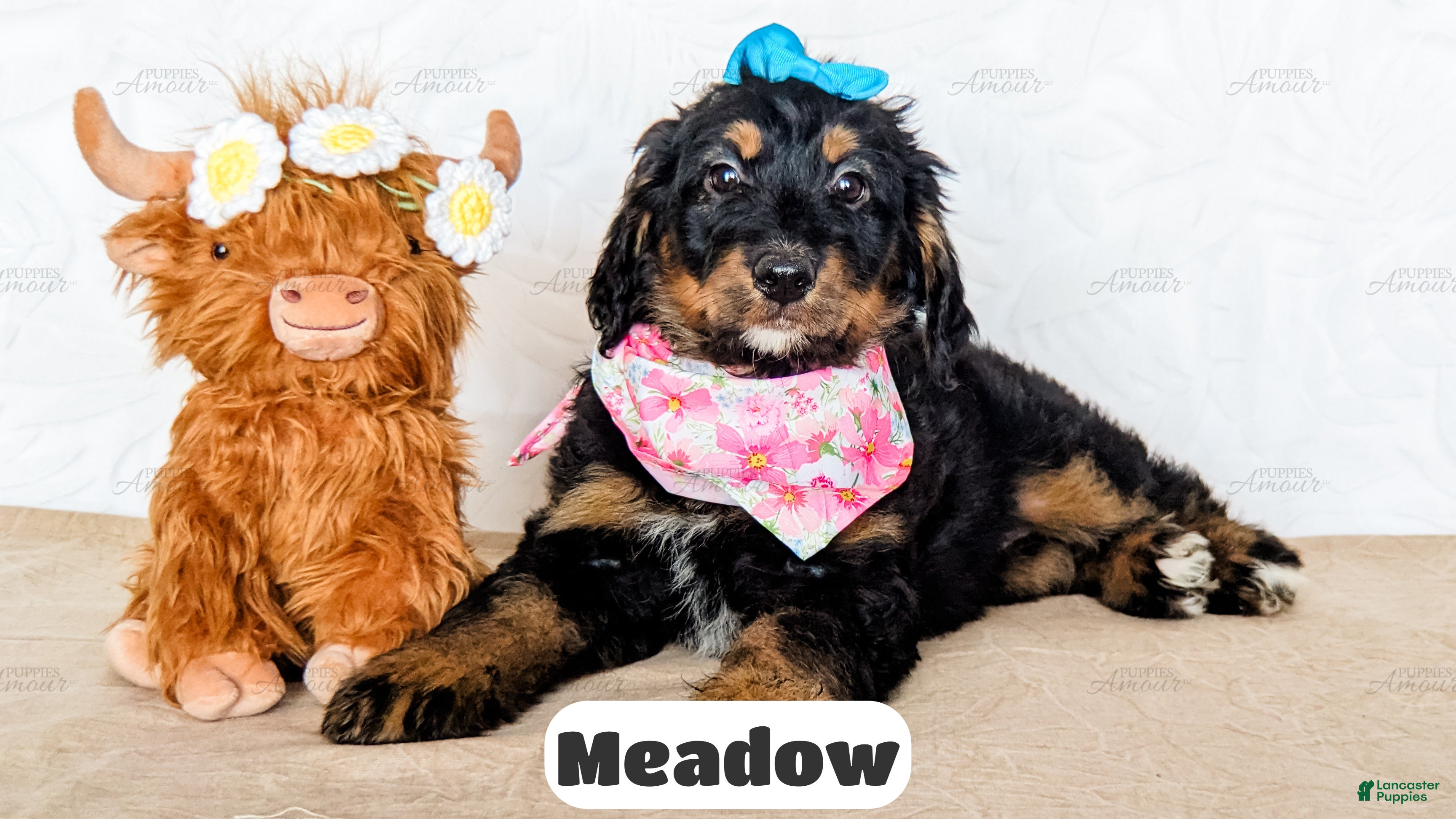 Bernedoodle dogs Meadow - Ad 1