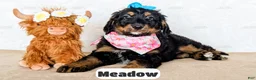 Bernedoodle dogs for sale: Meadow - Ad 1