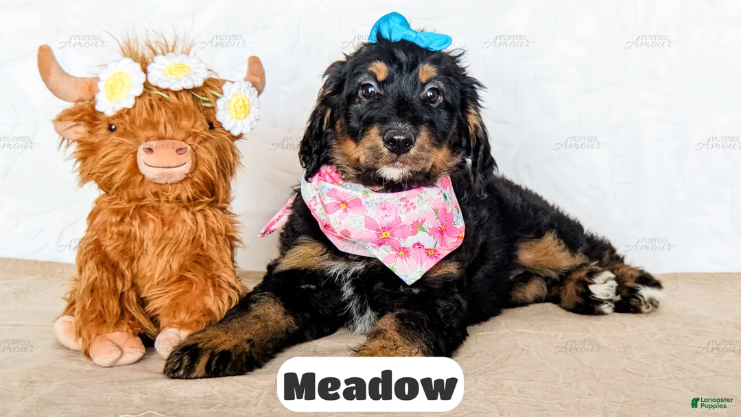 Bernedoodle dogs for sale: Meadow - Ad 1