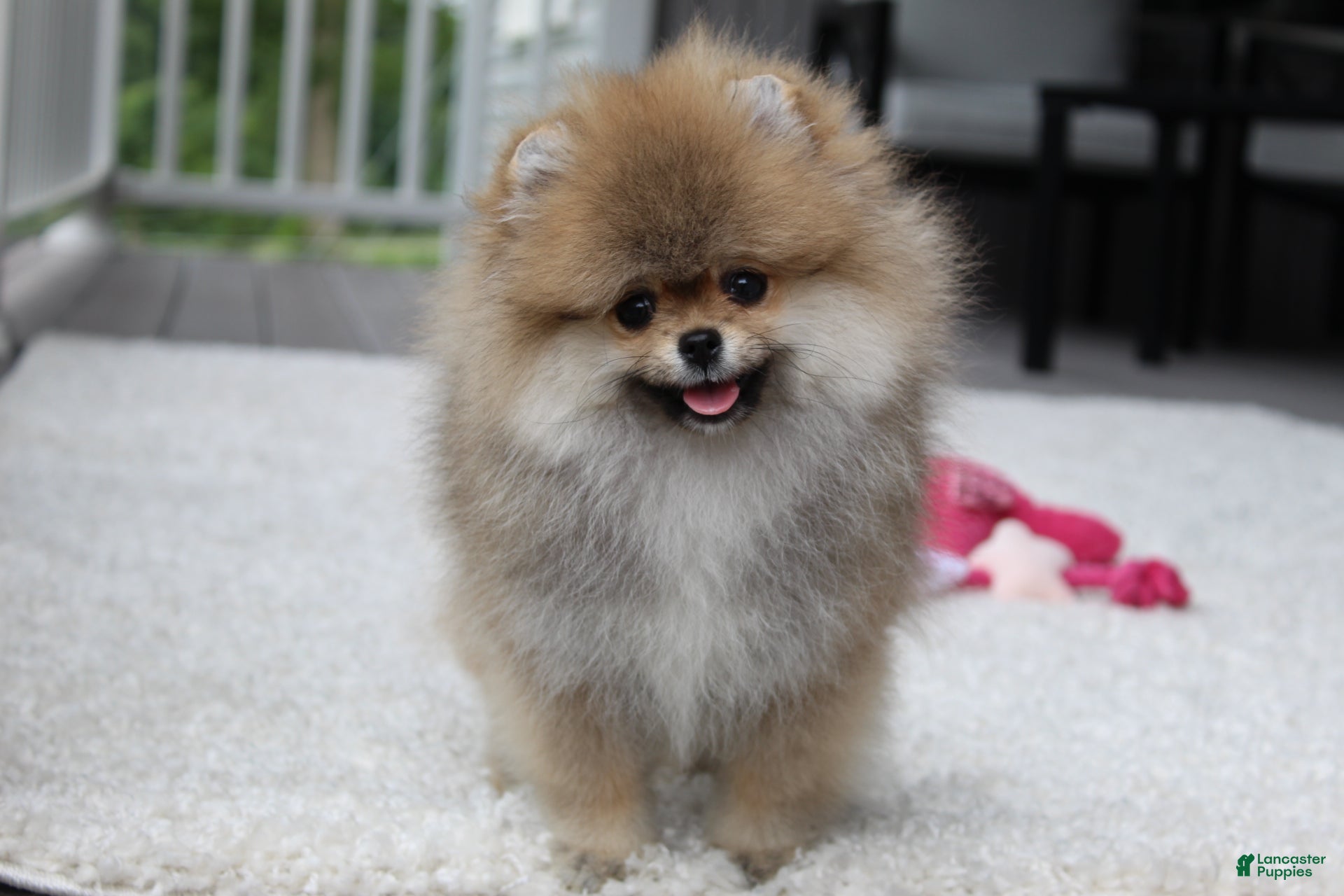 Pomeranian dogs Teacup Paisley - Ad 2