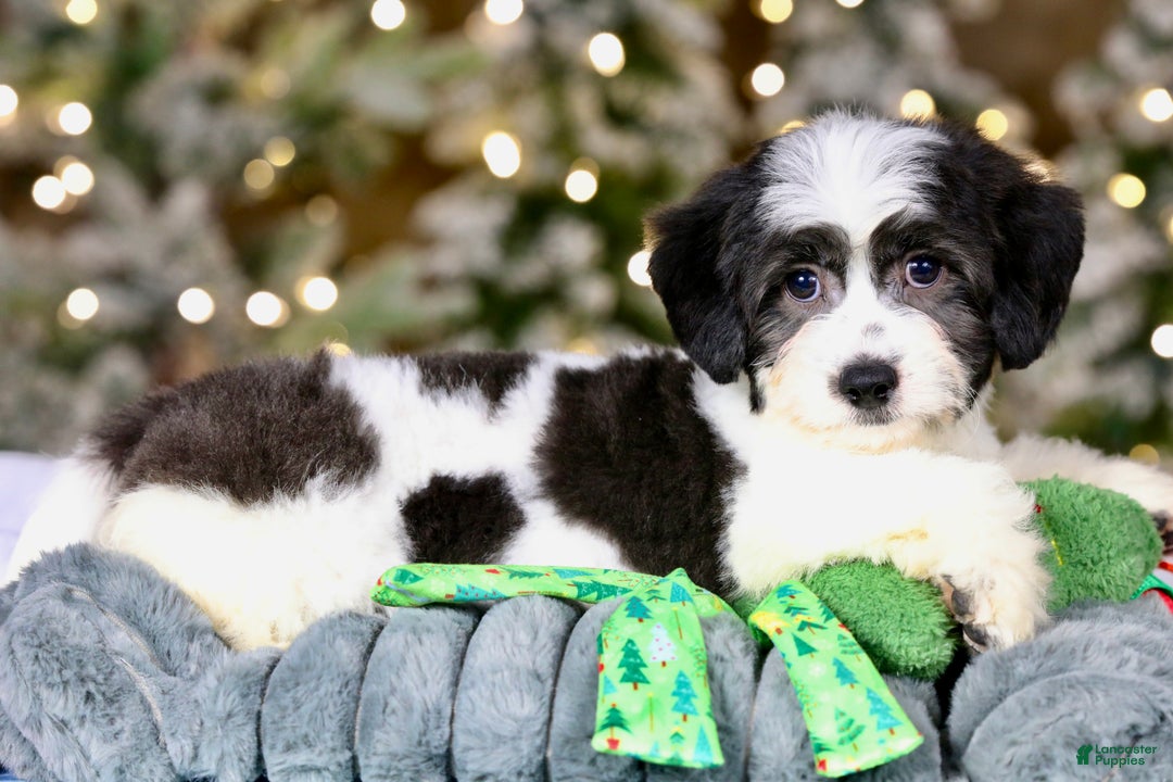 Teddy Bear dogs for sale: Elfie - Ad 18