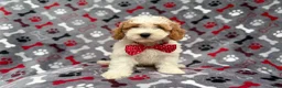 Cockapoo dogs for sale: Lucky - Ad 8
