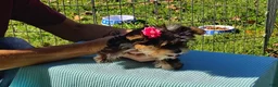 Yorkshire Terrier dogs for sale: Yorkshire Terrier 3 - Ad 3