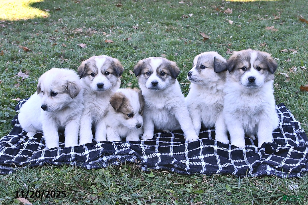 Great Pyrenees dogs for sale: Macy - Ad 10