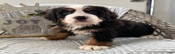 Bernese Mountain Dog dogs for sale: Barney - Ad 3