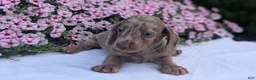 Miniature Dachshund dogs for sale: Kona - Ad 9