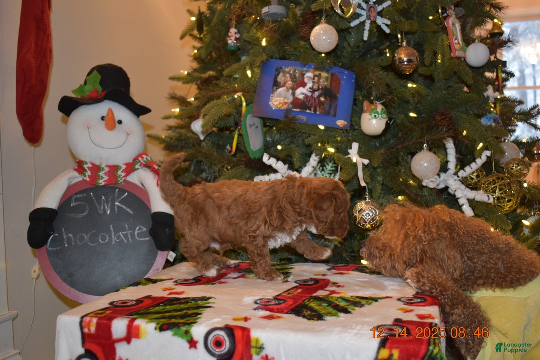 Cavapoo dogs for sale: Chocolate  - Ad 5