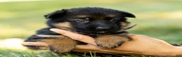 German Shepherd dogs for sale: Ziva - Ad 6