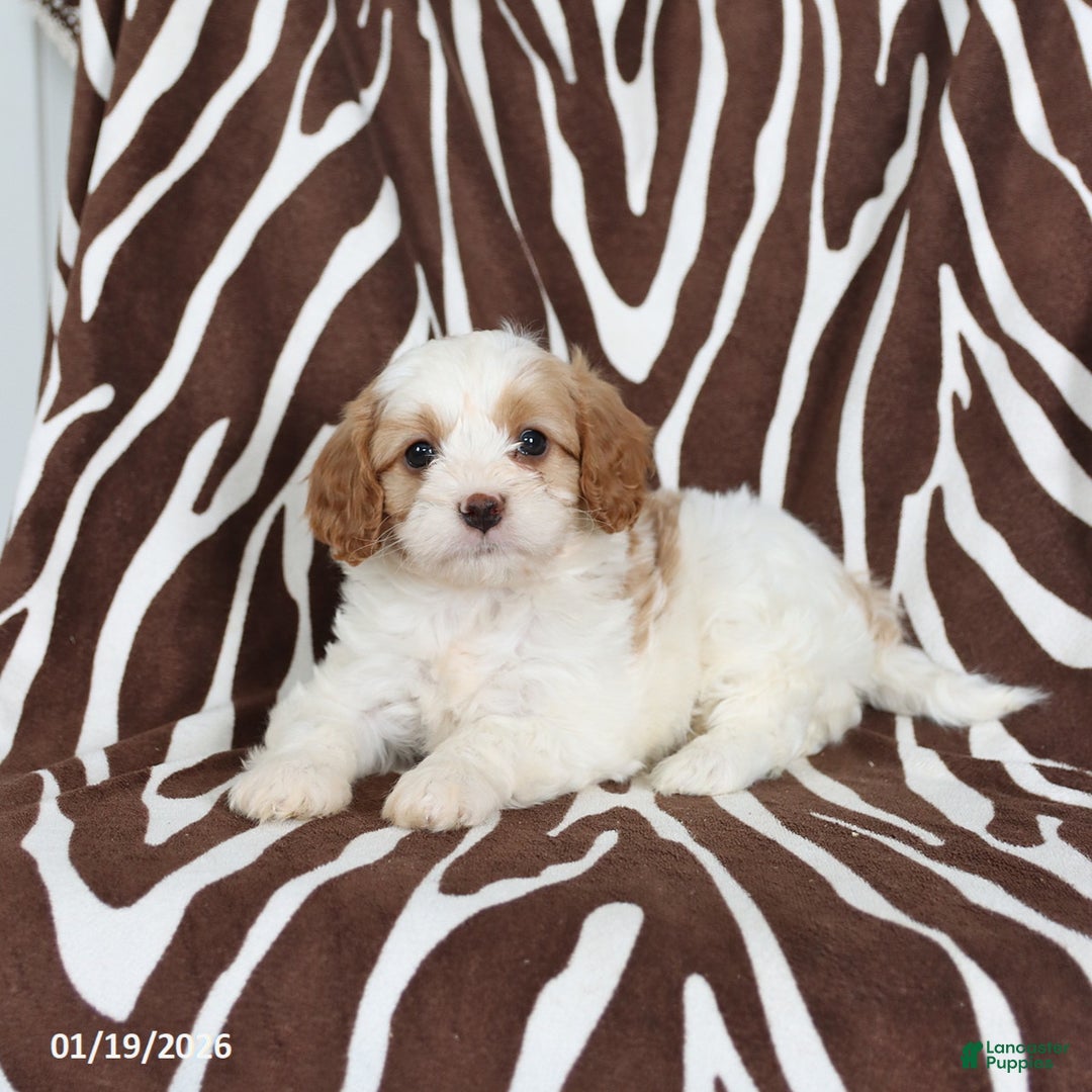 Cavapoo dogs for sale: Sully - Ad 3