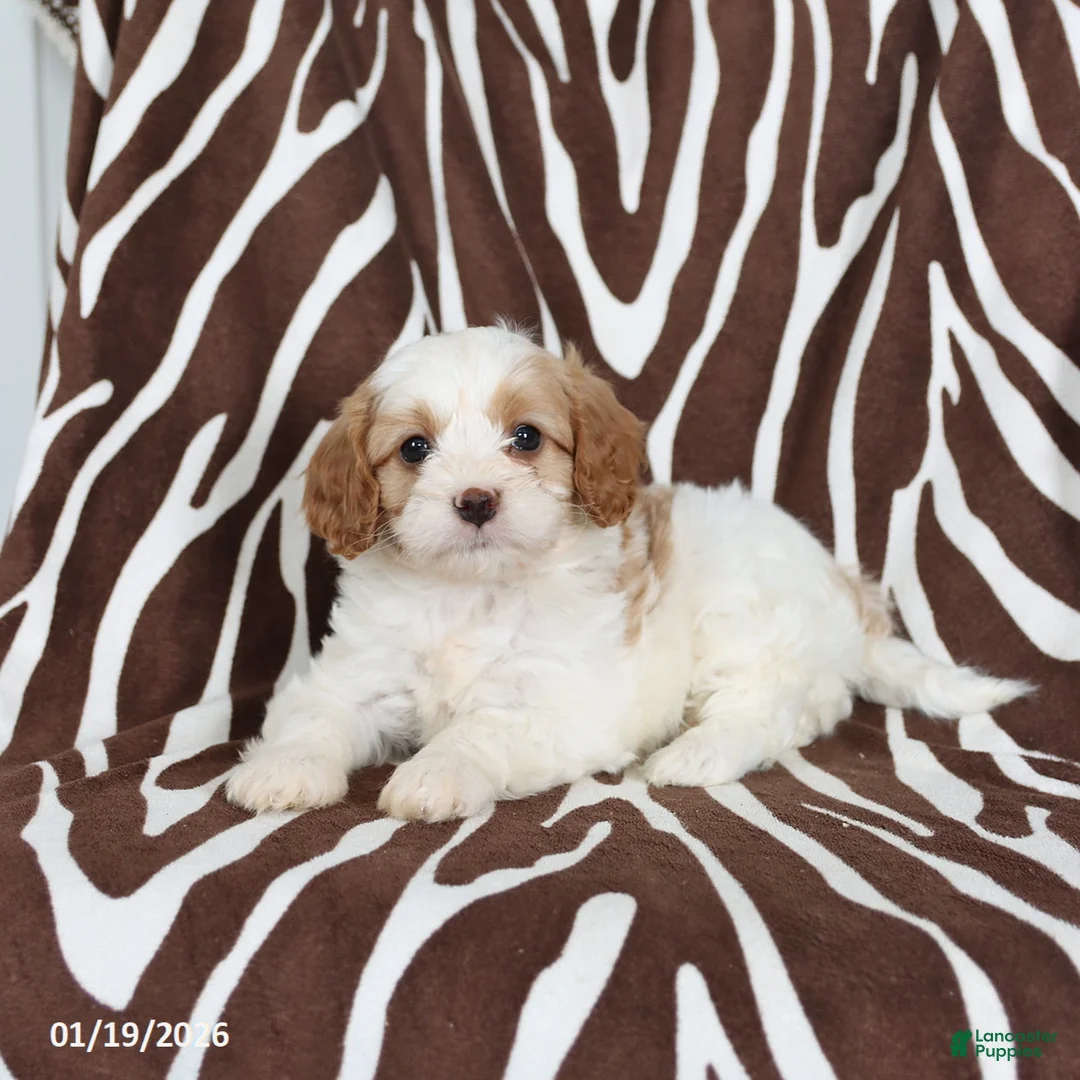 Cavapoo dogs for sale: Sully - Ad 3