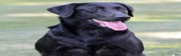 Labrador Retriever dogs for sale: Raven - Ad 1