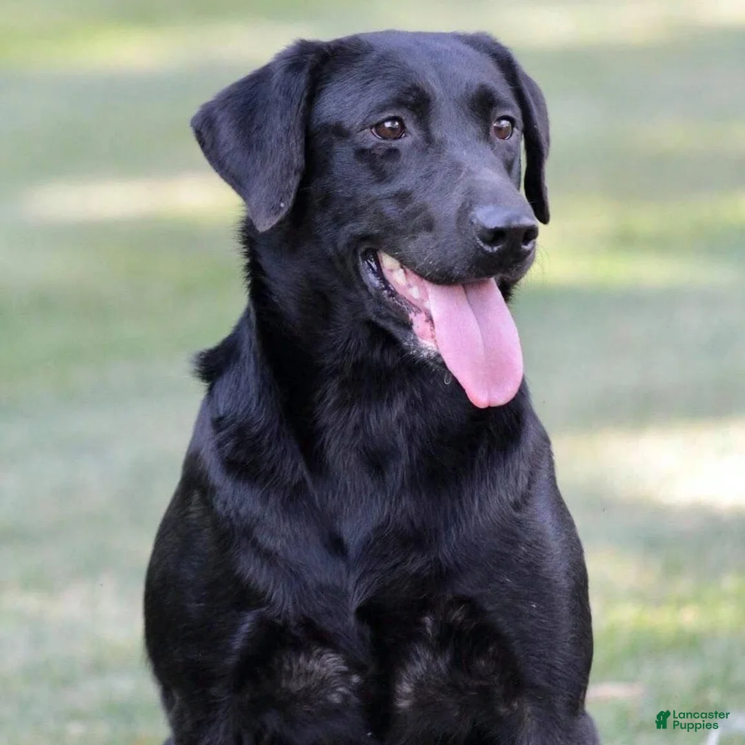 Labrador Retriever dogs for sale: Raven - Ad 1