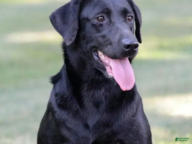Labrador Retriever dogs for sale: Raven - Ad 1
