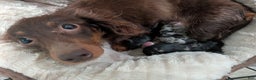 Miniature Dachshund dogs for sale: Miniature Dachshund Puppy 1 - Ad 4