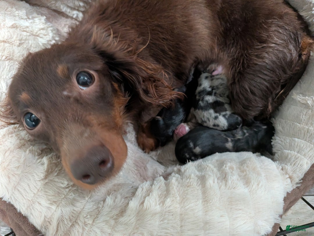Miniature Dachshund dogs for sale: Miniature Dachshund Puppy 1 - Ad 4