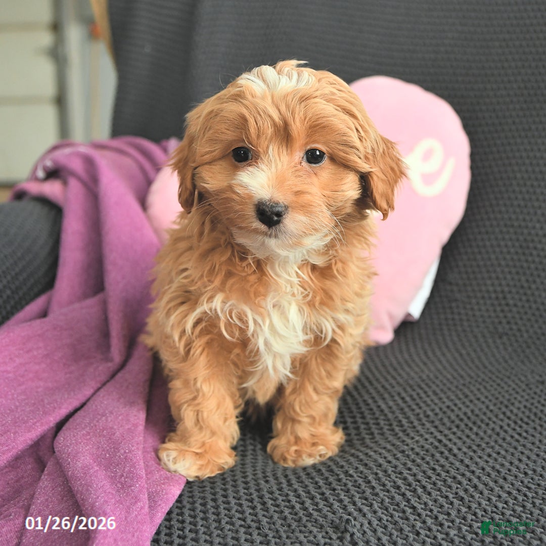 Mixed Breed dogs for sale: Jeremiah - Ad 3