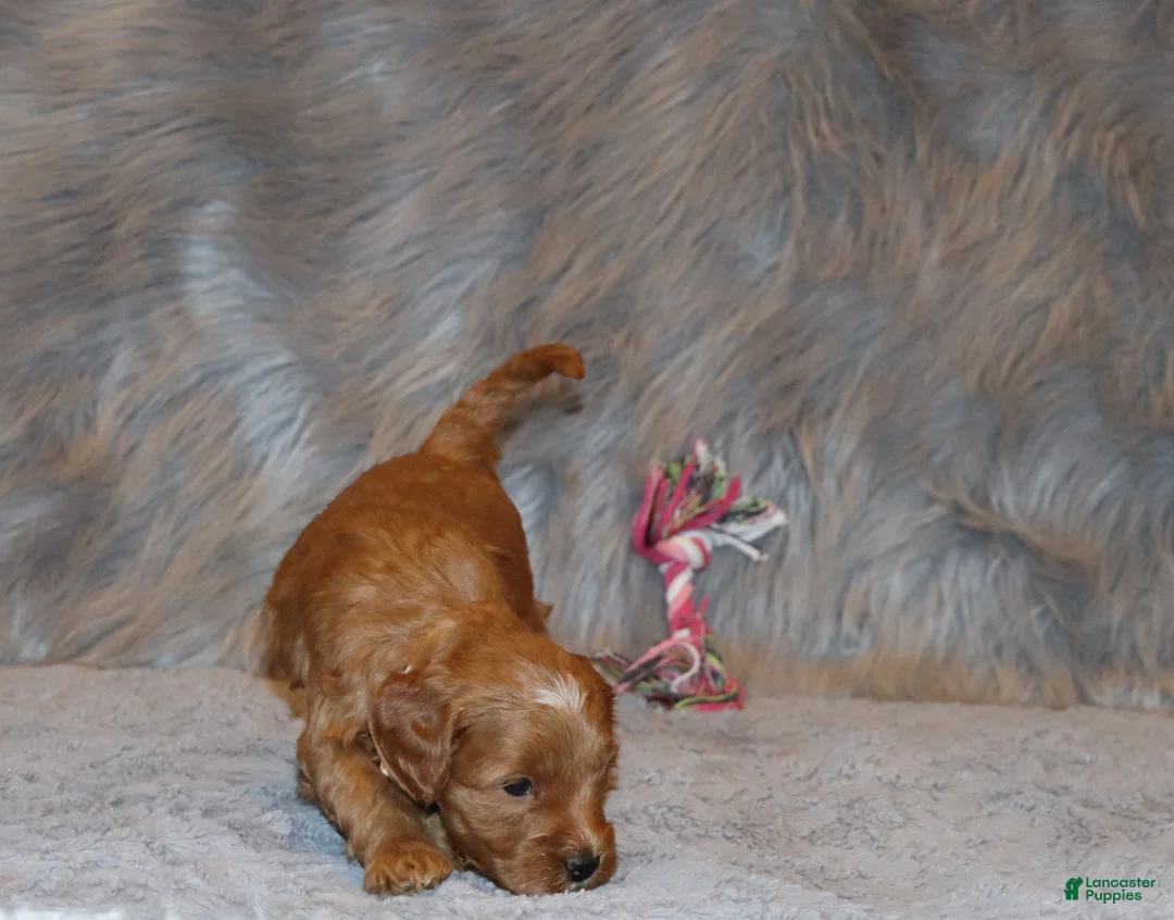 Mini Goldendoodle dogs for sale: Whitney 🌷 Genetic Clear Parents - Ad 16