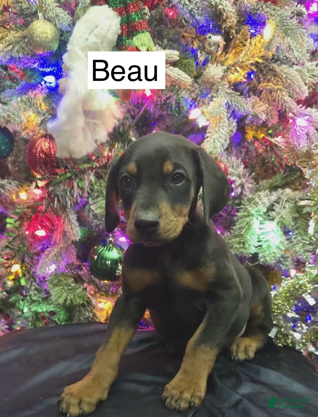 Doberman Pinscher dogs for sale: Beau - Ad 6