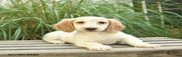 Miniature Dachshund dogs for sale: Pom pom - Ad 4