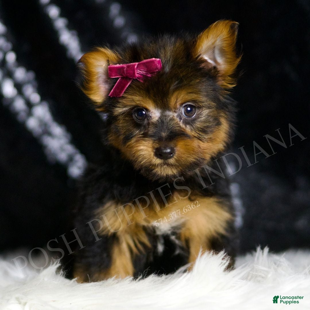 Yorkshire Terrier dogs for sale: Claret - Ad 3