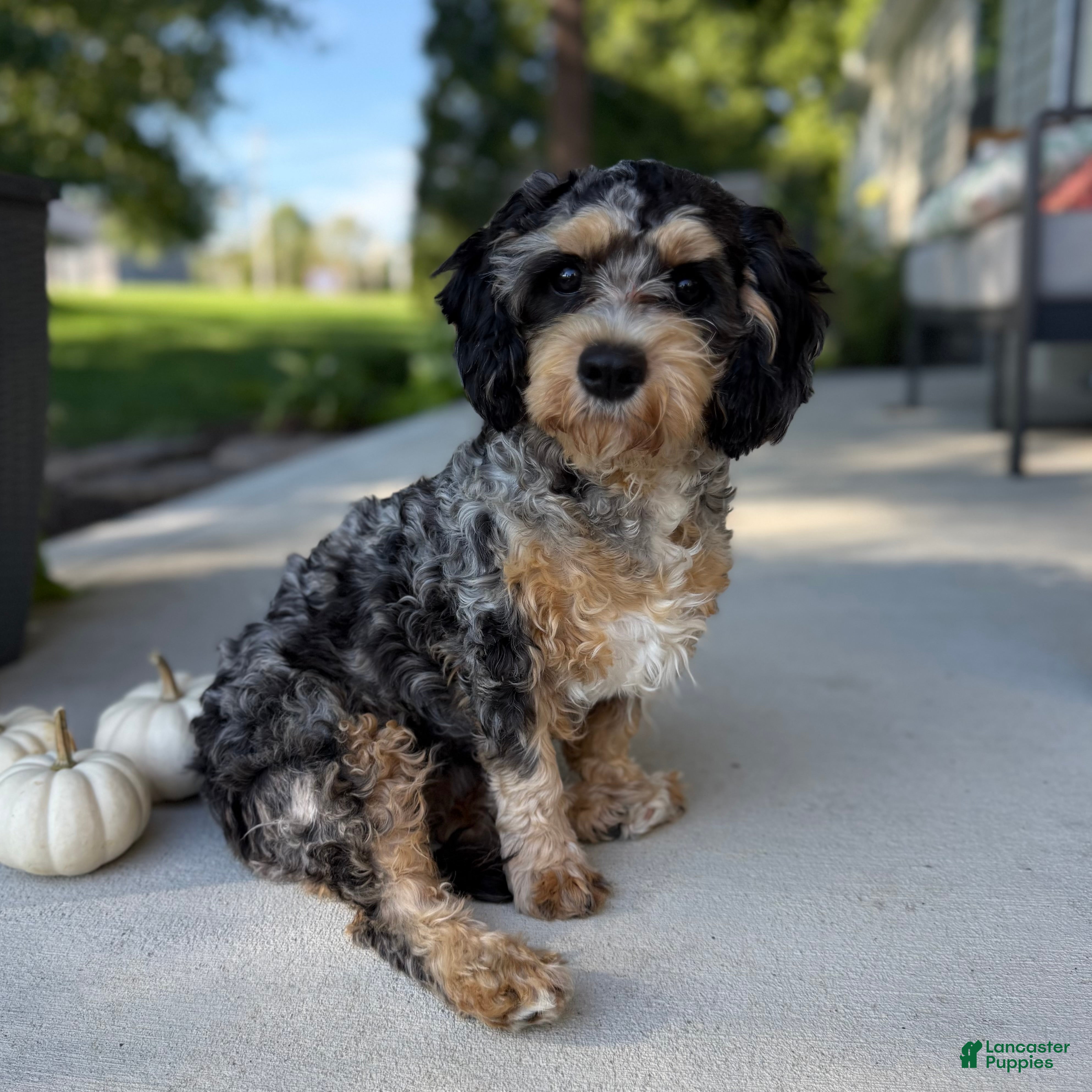 Cavapoo dogs Tulip Jane - Ad 1