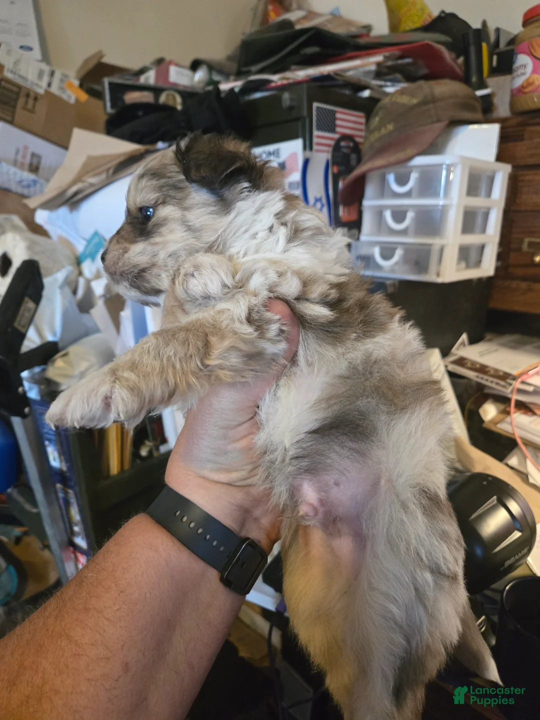 Pomapoo dogs for sale: Pomapoo Puppy 2 - Ad 2